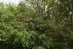 Calliandra tweediei