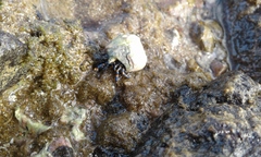 Clibanarius tricolor