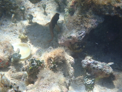 Ophioblennius macclurei