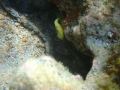 Notaulax occidentalis