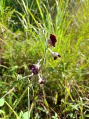 Macroptilium lathyroides