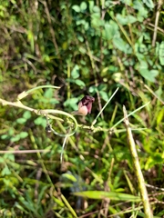 Macroptilium lathyroides