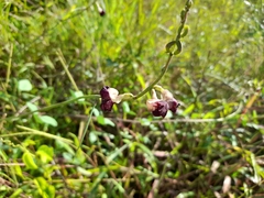 Macroptilium lathyroides