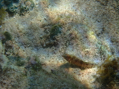 Malacoctenus macropus