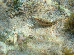 Malacoctenus macropus