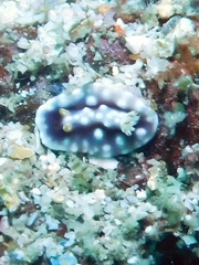 Goniobranchus geometricus