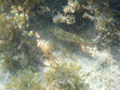 Sparisoma