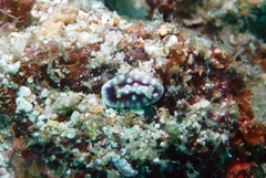 Goniobranchus geometricus