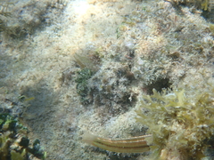 Halichoeres bivittatus