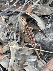Diporiphora