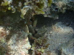 Eucidaris tribuloides