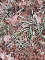 Phalaris arundinacea