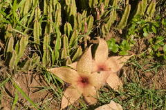 Stapelia gigantea