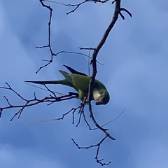Myiopsitta monachus