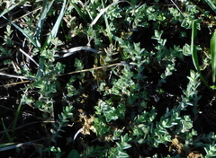 Gentianaceae