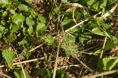 Eragrostis amabilis