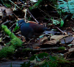 Zentrygon costaricensis