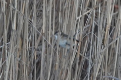 Acrocephalus melanopogon