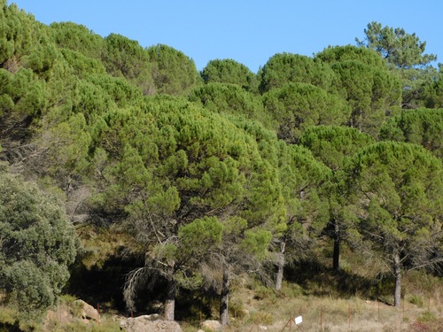 Avistamiento Pino piñonero (Doñana)