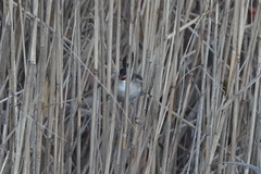 Acrocephalus melanopogon