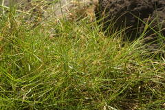 Sporobolus virginicus