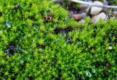 Tortella squarrosa