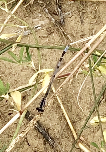Arroyo Bluet photo 5