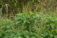Ocimum gratissimum