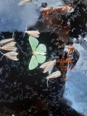 Synchlora frondaria