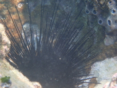 Diadema antillarum image