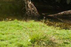 Cyperus polystachyos