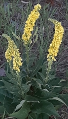 Verbascum nigrum