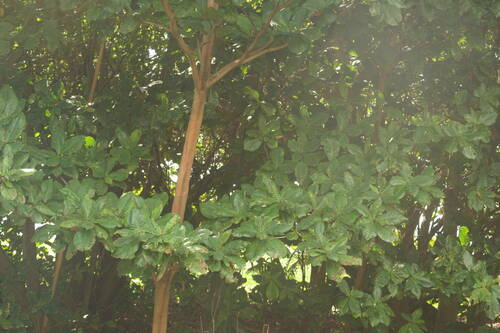 Terminalia catappa observed 2022-12-29