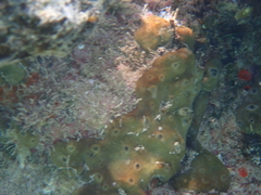 Chondrilla nucula