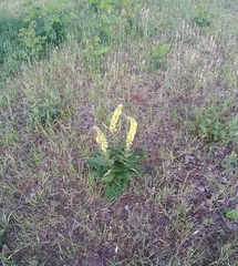 Verbascum nigrum