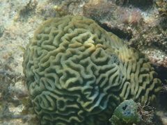 Pseudodiploria clivosa