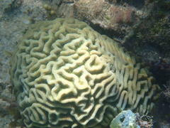 Pseudodiploria clivosa