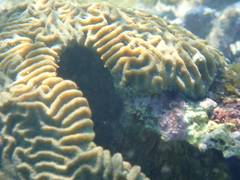 Pseudodiploria clivosa