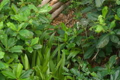 Hymenocallis littoralis