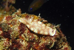 Hypselodoris pulchella