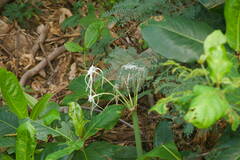 Hymenocallis littoralis