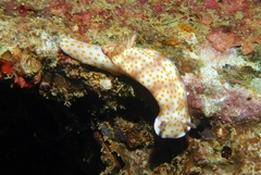 Hypselodoris pulchella