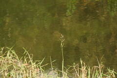 Urochloa mutica