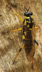 Xylomya maculata