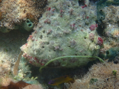 Homotrematidae