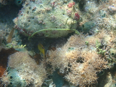 Homotrematidae