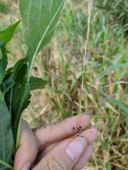 Bothriochloa bladhii