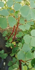 Oxalis tuberosa