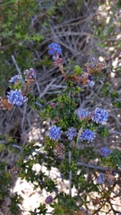 Ceanothus dentatus