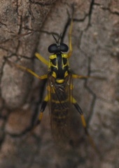Xylomya maculata